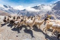 Llamas herd carrying heavy load, Bolivia mountains.