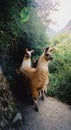 Llamas on the inca trail machu picchu peru Royalty Free Stock Photo
