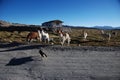 Llamas in Lauca National Park - Chile Royalty Free Stock Photo