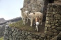 Llamas at Machu Picchu