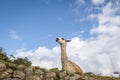 Llamas at Machu Picchu Inca Ruins - Sacred Valley, Peru Royalty Free Stock Photo