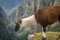 Llamas at Machu Picchu Inca Ruins - Sacred Valley, Peru Royalty Free Stock Photo