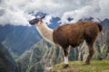 Llamas at Machu Picchu Inca Ruins - Sacred Valley, Peru Royalty Free Stock Photo