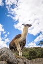 Llamas at Machu Picchu Inca Ruins - Sacred Valley, Peru Royalty Free Stock Photo