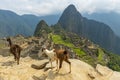 Llamas in Machu Picchu near Cusco, Peru Royalty Free Stock Photo