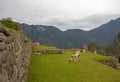 Llamas at Machu Picchu in Peru South America Royalty Free Stock Photo