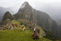 Llamas at Machu Picchu in Peru