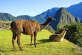 Llamas at Machu Picchu Royalty Free Stock Photo