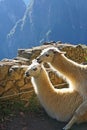 Llamas at Machu Picchu Royalty Free Stock Photo