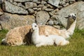 Llamas Machu Picchu ruins peruvian Andes Cuzco Peru Royalty Free Stock Photo