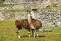 Llamas Machu Picchu ruins peruvian Andes Cuzco Peru Royalty Free Stock Photo