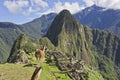 Llamas in Machu Picchu on a sunny day, Peru, South America Royalty Free Stock Photo