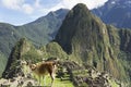 Llamas in Machu Picchu on a sunny day, Peru, South America Royalty Free Stock Photo