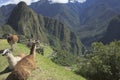 Llamas in Machu Picchu on a sunny day, Peru, South America Royalty Free Stock Photo