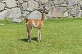 Llamas in Machu Picchu on a sunny day, Peru, South America Royalty Free Stock Photo