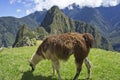 Llamas in Machu Picchu on a sunny day, Peru, South America Royalty Free Stock Photo