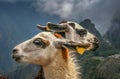 Llamas in Machu Picchu