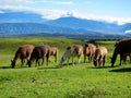 Llamas in the mountains of Ecuador Royalty Free Stock Photo