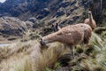 Llamas in National Park Cajas Royalty Free Stock Photo