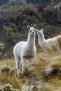 Llamas in National Park Cajas Royalty Free Stock Photo