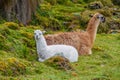 Llamas in National Park Cajas Royalty Free Stock Photo