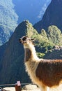 Llama at Machu Picchu Royalty Free Stock Photo