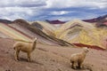 Llamas in Palccoyo rainbow mountains, Cusco/Peru Royalty Free Stock Photo