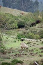 Llamas at Cochasqui