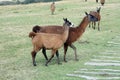 Llamas at Cochasqui