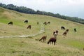 Llamas at Cochasqui