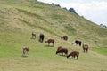 Llamas at Cochasqui