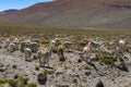 Llamas and sheep grazing in the wild area of the Altiplano Royalty Free Stock Photo