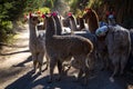Llamas on the trekking route from Lares in the Andes Royalty Free Stock Photo