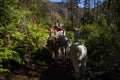 Llamas on the trekking route from Lares in the Andes Royalty Free Stock Photo