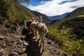 Llamas on the trekking route from Lares in the Andes Royalty Free Stock Photo