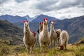 Llamas on the trekking route from Lares in the Andes Royalty Free Stock Photo