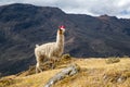 Llamas on the trekking route from Lares in the Andes Royalty Free Stock Photo