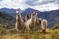 Llamas on the trekking route from Lares in the Andes Royalty Free Stock Photo