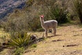Llamas on the trekking route from Lares in the Andes Royalty Free Stock Photo