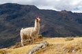 Llamas on the trekking route from Lares in the Andes Royalty Free Stock Photo