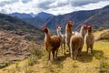 Llamas on the trekking route from Lares in the Andes Royalty Free Stock Photo