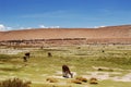 Llamas on the trekking route from Lares in the Andes Royalty Free Stock Photo