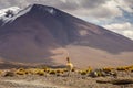 Guanaco vicuna in Bolivia altiplano near Chilean atacama border, South America