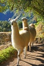 Llamas at Machu Picchu