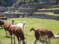 Llamas walking in the fields of the Inca ruins of Machu Picchu in the city of Aguas Calientes Royalty Free Stock Photo