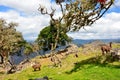 Llamas within the walls of Kuelap Peru. Royalty Free Stock Photo