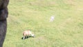 The Llamas of Machu Picchu, Peru Royalty Free Stock Photo