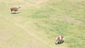 The Llamas of Machu Picchu, Peru Royalty Free Stock Photo