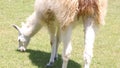 Fluffy and friendly llamas of Machu Picchu Royalty Free Stock Photo