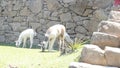 Fluffy and friendly llamas of Machu Picchu Royalty Free Stock Photo